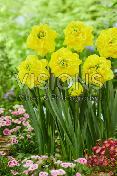 Narcissus Thunderball Narcissus Thunderball