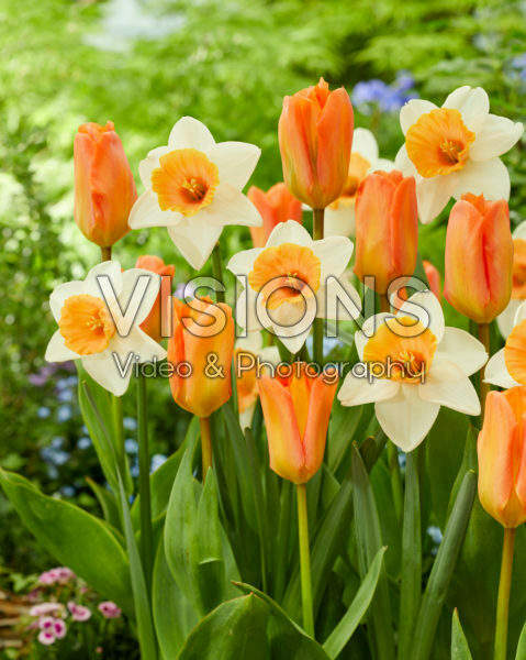 Narcissus Chromacolor & Tulipa Orange Emperor