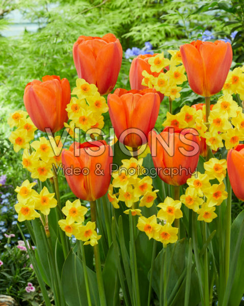 Tulipa Big Orange, Narcissus Falconet