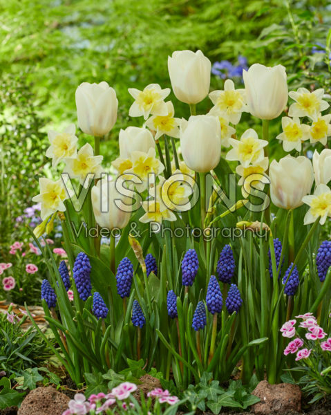 Narcissus Promland, Tulipa Royal Virgin, Muscari