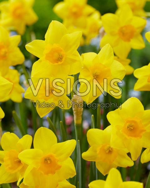 Narcissus Garden Opera Narcissus Garden Opera