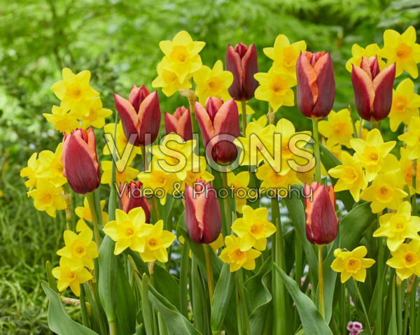 Narcissus Garden Opera, Tulipa Slawa