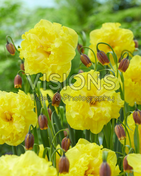 Narcissus Flyer, Fritillaria uva vulpis
