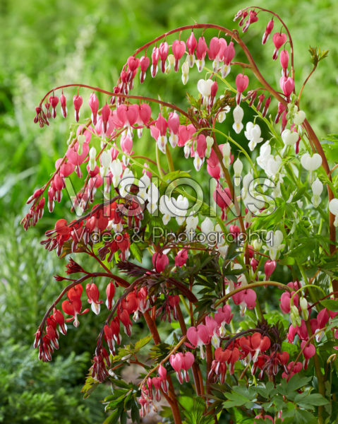 Dicentra mix