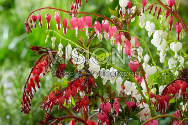 Dicentra mix