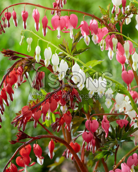 Dicentra mix