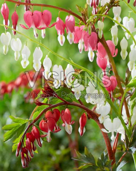 Dicentra mix