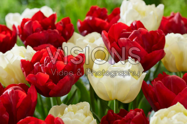 Tulipa Verona, Scarlet Verona Tulipa Verona, Scarlet Verona