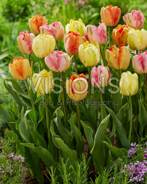 Tulipa Parrot mix