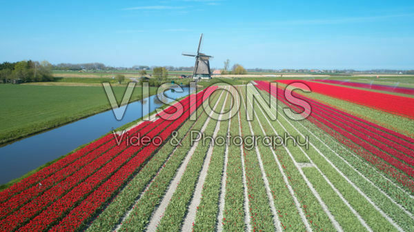 Dutch tulip fields