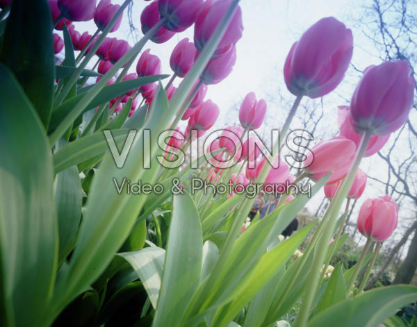 Vertigo serie: Tulipa Pink Impression
