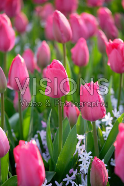 Tulipa Lady van Eijk