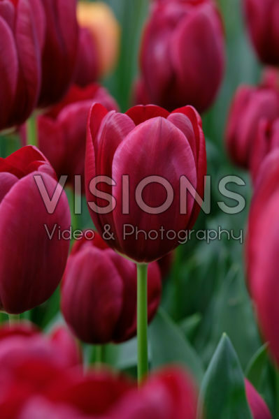 Tulipa National Velvet