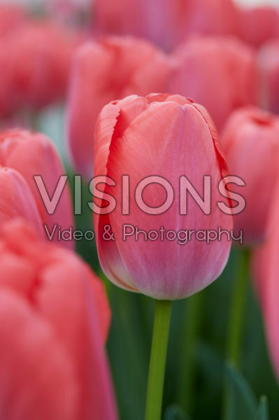 Tulipa Pink Pride
