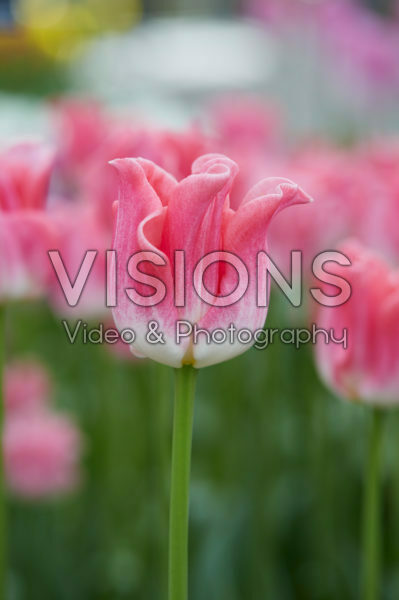 Tulipa Crown of Dynasty