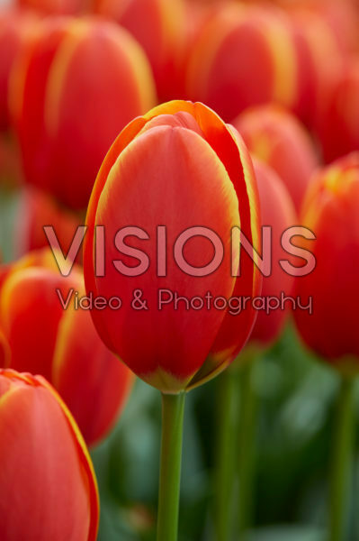 Tulipa World's Favourite