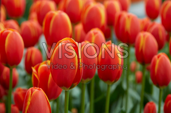 Tulipa World's Favourite
