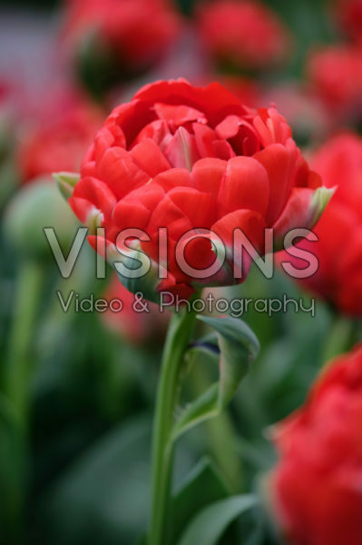 Tulipa Bombastic Red Tulipa Bombastic Red
