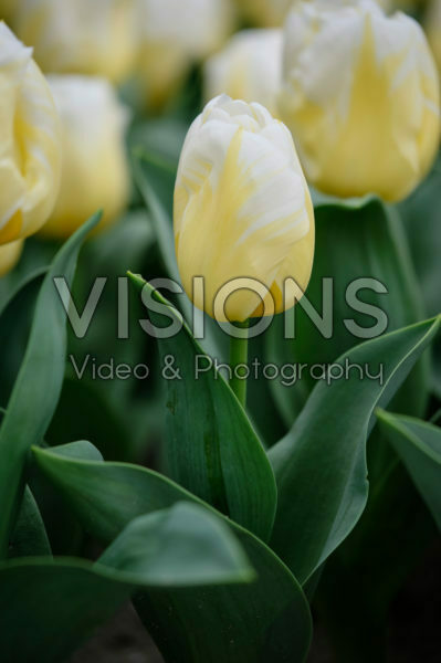 Tulipa Calgary Flames