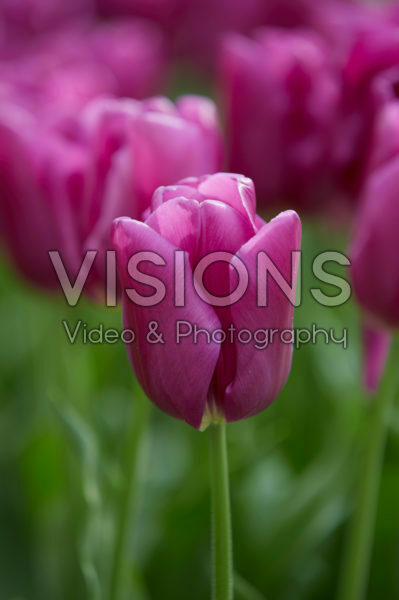 Tulipa Passio Glossy Tulipa Passio Glossy