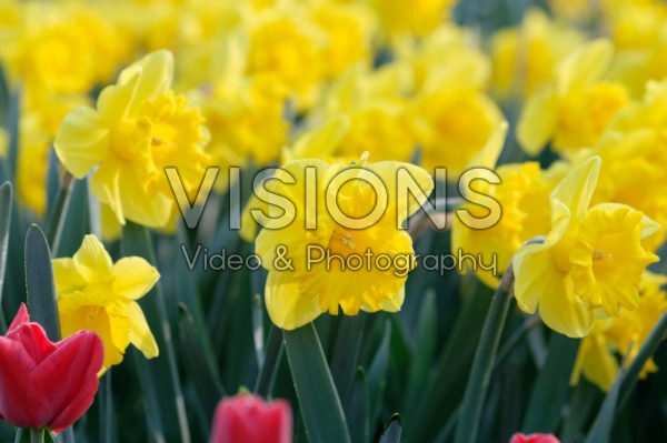 Narcissus Standard Value
