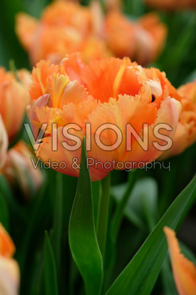 Tulipa Royal Centennial