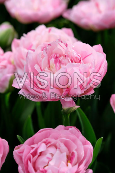 Tulipa Desirelle Tulipa Desirelle