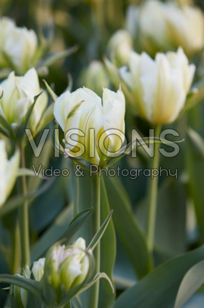 Tulipa White Valley