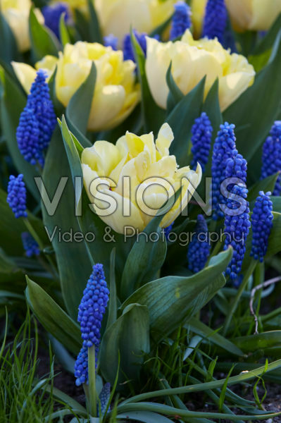 Tulipa Secret Perfume, Muscari Blue Horizon