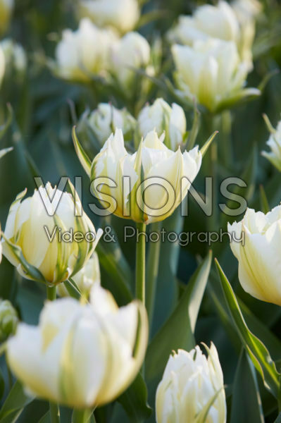 Tulipa White Valley