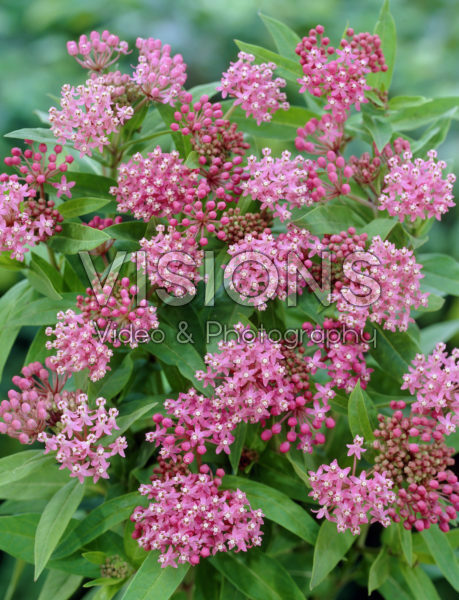 Asclepias incarnata Soulmate Asclepias incarnata Soulmate
