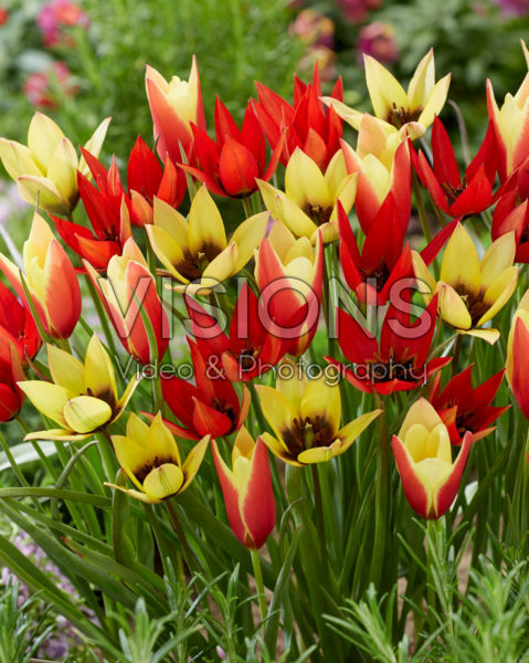 Tulipa Lizzy, Lucca and Taco