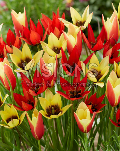 Tulipa Lizzy, Lucca and Taco