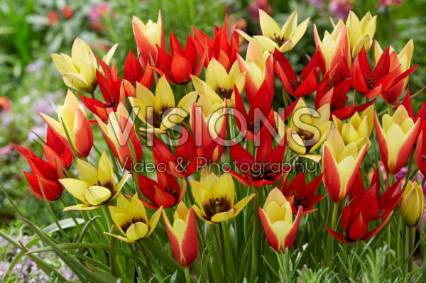 Tulipa Lizzy, Lucca and Taco