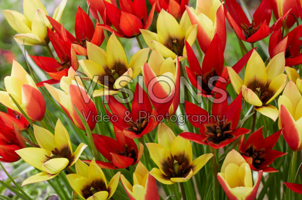 Tulipa Lizzy, Lucca and Taco