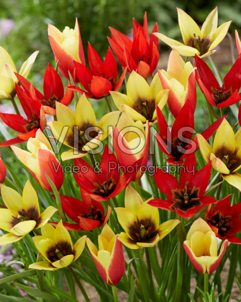 Tulipa Lizzy, Lucca and Taco Tulipa Lizzy, Lucca and Taco