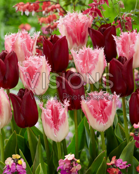 Tulipa Huis Ten Bosch, National Velvet