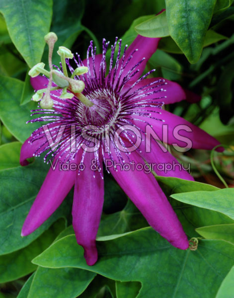 Passiflora Pura Vida Passiflora Pura Vida