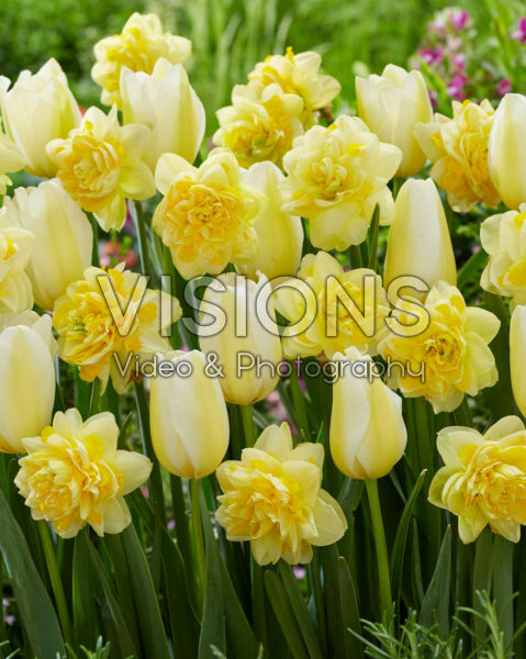 Tulipa Francoise, Narcissus Sweet Pomponette