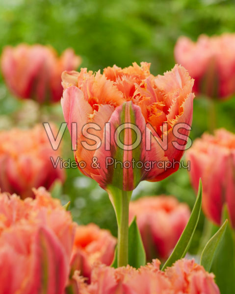 Tulipa Royal Centennial Tulipa Royal Centennial