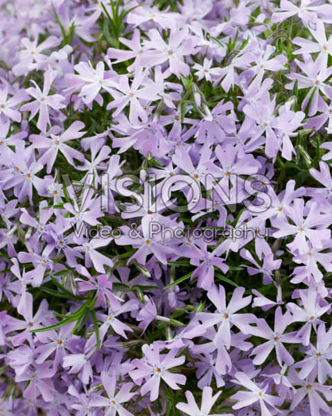 Phlox Bedazzled Orchid