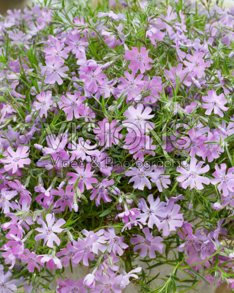 Phlox Bedazzled Pink
