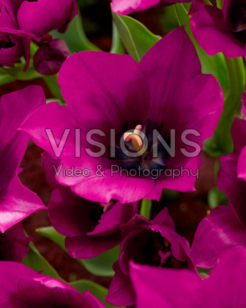 Tulipa Purple Bouquette