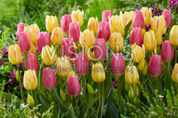 Tulipa Antoinette, Happy Family