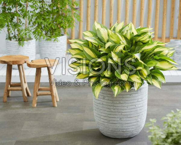 Hosta Tongue of Flame