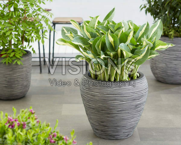 Hosta Whirly Pop