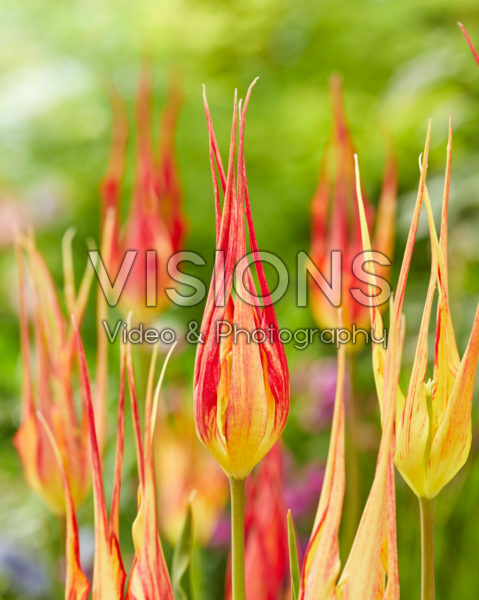 Tulipa acuminata Tulipa acuminata