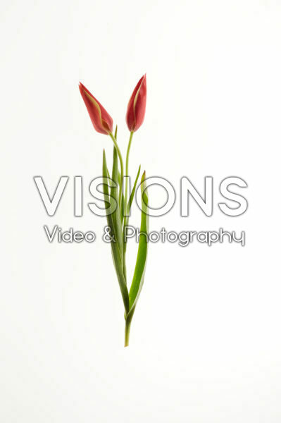 Tulipa