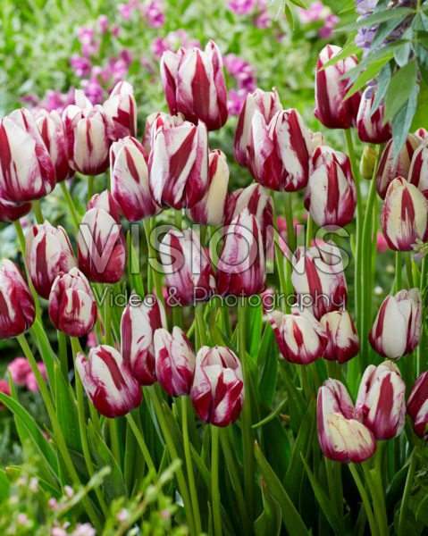Tulipa Modern Style mutant