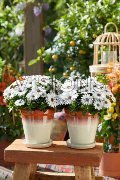 Osteospermum Señorita® Blanca Osteospermum Señorita® Blanca